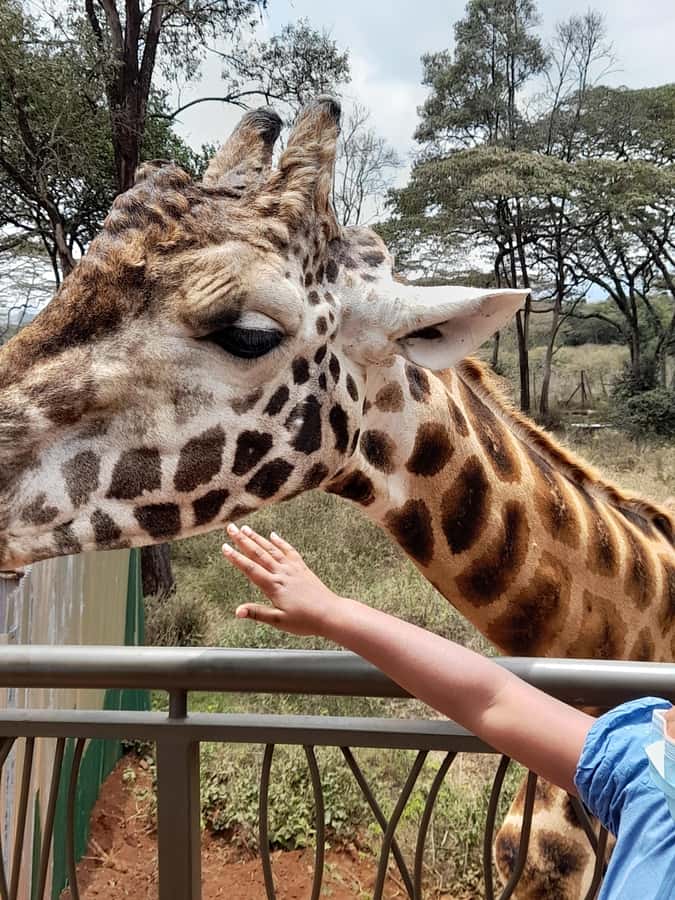 Nairobi: National Park, Elephant Orphanage, and Giraffe Tour - Logistics and timing: the small details that can make or break the day