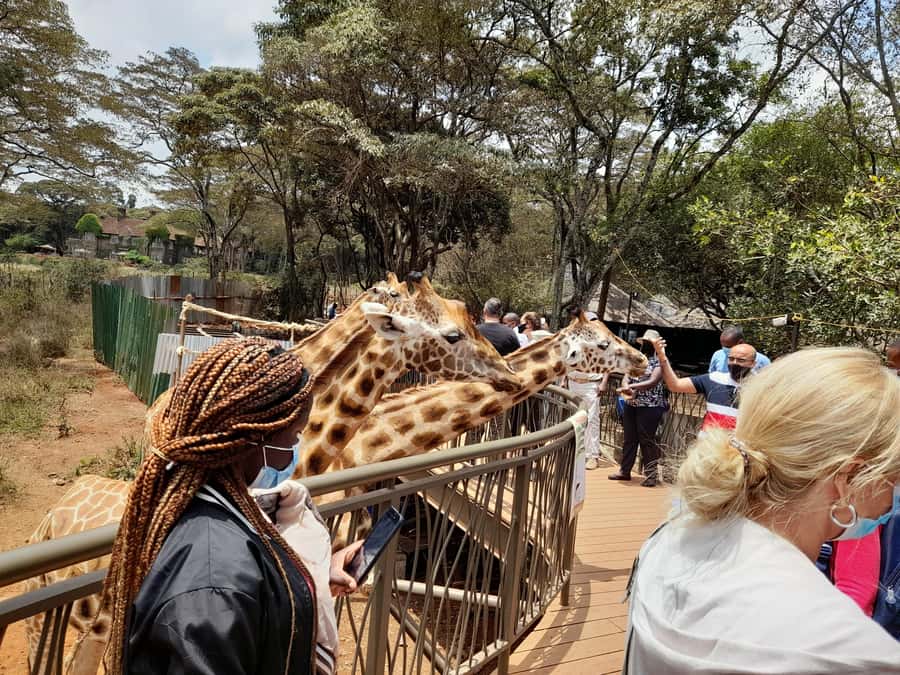 Nairobi: National Park, Elephant Orphanage, and Giraffe Tour - Nairobi’s skyline meets the savannah, and that is the point