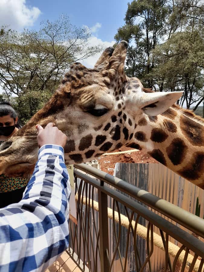 Nairobi: National Park, Elephant Orphanage, and Giraffe Tour - Nairobi National Park game drive: sunrise light and city backdrop shots