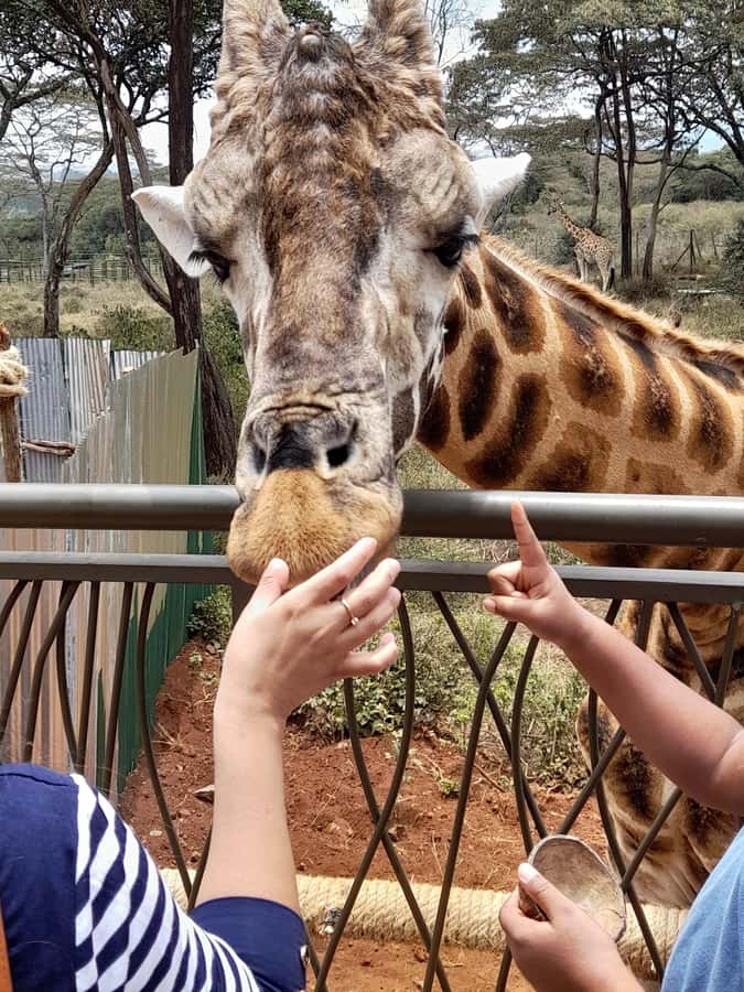 Nairobi: National Park, Elephant Orphanage, and Giraffe Tour - David Sheldrick Wildlife Trust: close elephant time with a conservation mission