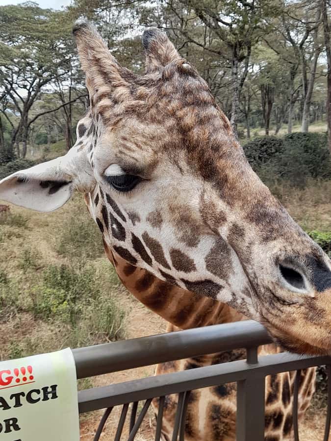 Nairobi: National Park, Elephant Orphanage, and Giraffe Tour - Kobe Tough Beads Factory: a souvenir stop with a purpose