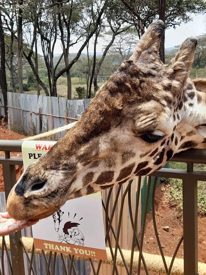 Nairobi: National Park, Elephant Orphanage, and Giraffe Tour - Tea, lunch, and crafts: where the day gets more Nairobi-flavored
