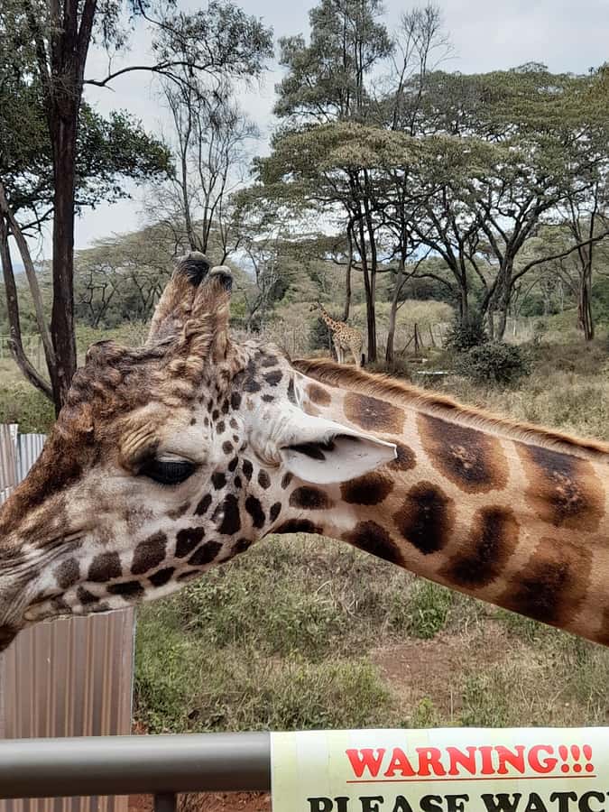 Nairobi: National Park, Elephant Orphanage, and Giraffe Tour - Price and value: what you are really paying for
