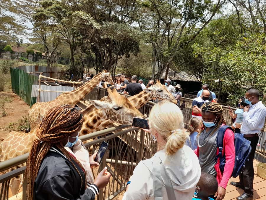 Nairobi: National Park, Elephant Orphanage, and Giraffe Tour - A 7-hour plan that is busy, but not random
