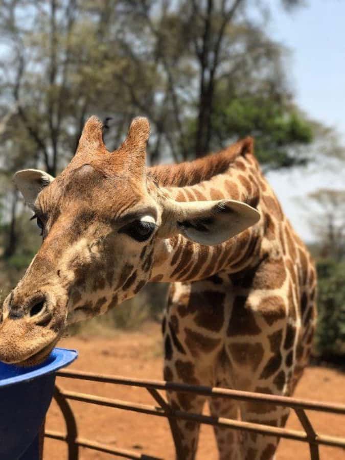 Nairobi: National Park, Elephant Orphanage & Giraffe Center - Key highlights you should know