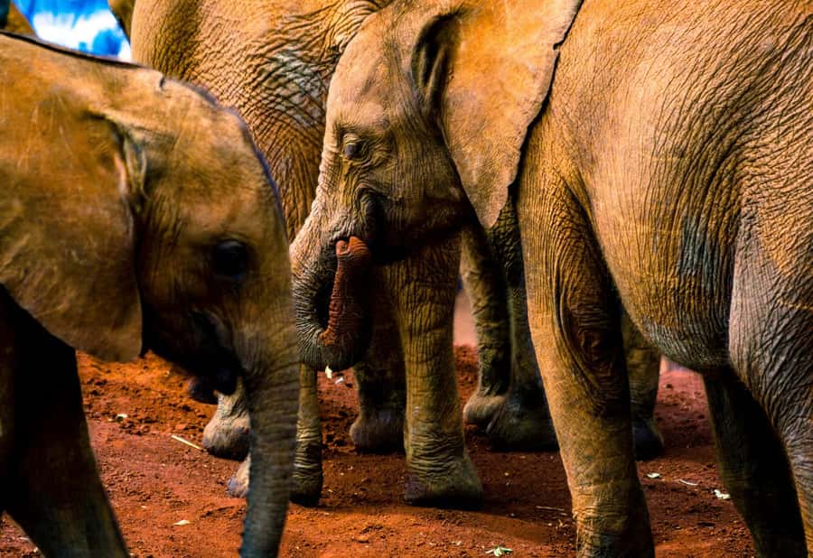 Nairobi: National Park, Elephant Orphanage & Giraffe Center - Giraffe Centre: hand feeding, guided learning, and close-up moments