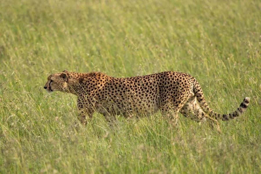 Nairobi: National Park, Elephant Orphanage & Giraffe Center - Kobe Beads factory: a short stop that can help you spot real local craft