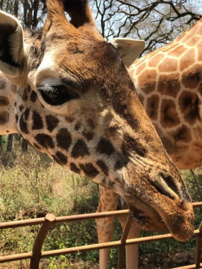 Nairobi: National Park, Elephant Orphanage & Giraffe Center - Vehicle and guide quality: open-roof viewing plus human decision making