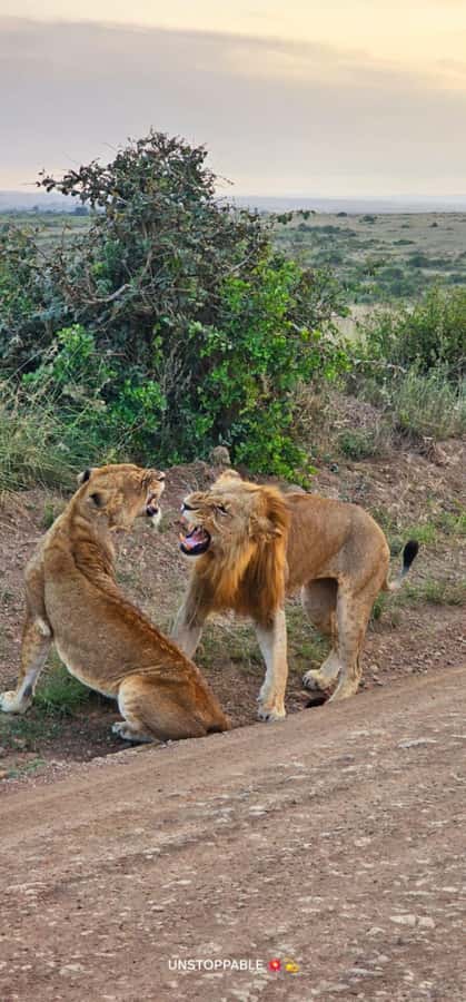 Nairobi: National Park, Elephant Orphanage & Giraffe Center - Should you book the Nairobi National Park, Elephant Orphanage, and Giraffe Centre tour?
