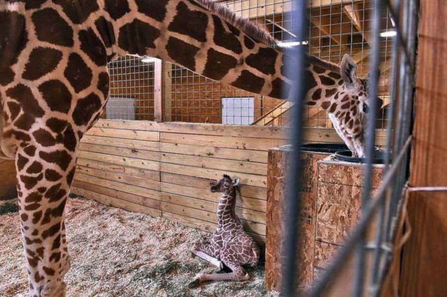 Nairobi: National Park, Elephant Orphanage, & Giraffe Center - Price and logistics, where the real cost lives
