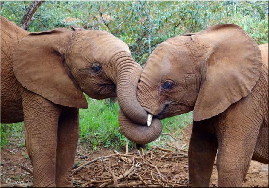 Nairobi: National Park, Elephant Orphanage, & Giraffe Centre - Karen Blixen Museum in Nairobi, Farm Tools, Forest Walk, and Ngong Hills Views