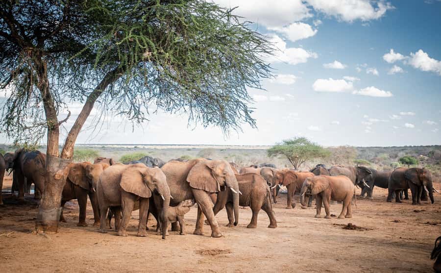 Nairobi: National Park, Elephant Orphanage, & Giraffe Centre - Giraffe Centre, Rothschild Giraffes and a Lesson in Conservation
