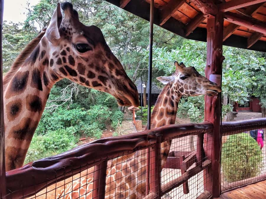 Nairobi: National Park, Elephant Orphanage, & Giraffe Centre - Value and Price, How the $76 Per Person Can Stretch