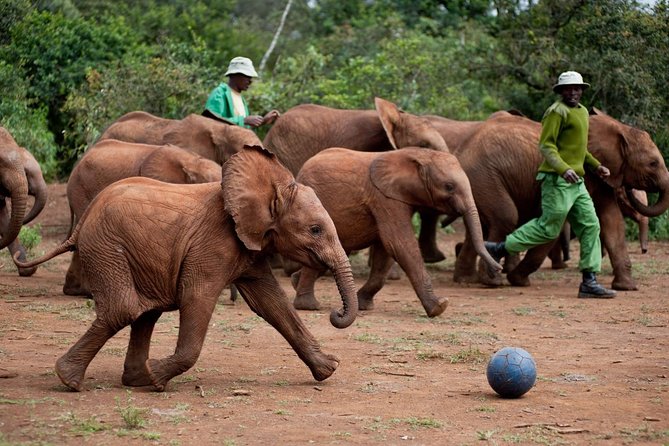 Nairobi National Park, Elephant Orphanage, Giraffe Centre Tour - Getting Picked Up at 5:30am, and How to Avoid Hassle