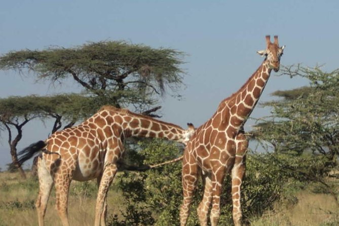 Nairobi National Park, Elephant Orphanage, Giraffe Centre Tour - Wildlife Viewing Tips That Make a Difference