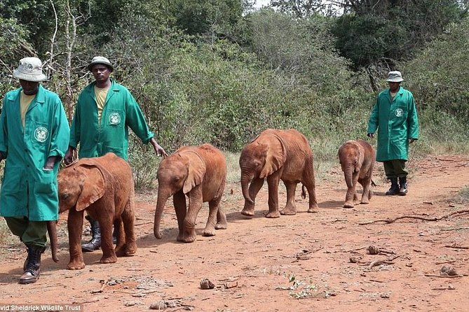 Nairobi National Park, Elephant Orphanage, Giraffe Centre Tour - Who This Tour Fits Best