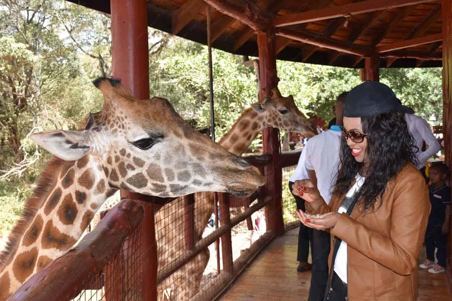 Nairobi: National Park, Elephant Orphanage, & Giraffe Centre - Sheldrick Wildlife Trust Elephant Orphanage, The One-Hour Visit and What You’ll Actually See