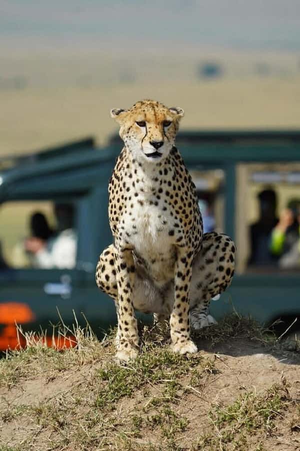 Nairobi: National Park, Elephant Orphanage & Giraffe Tour - Key Highlights You Will Actually Care About
