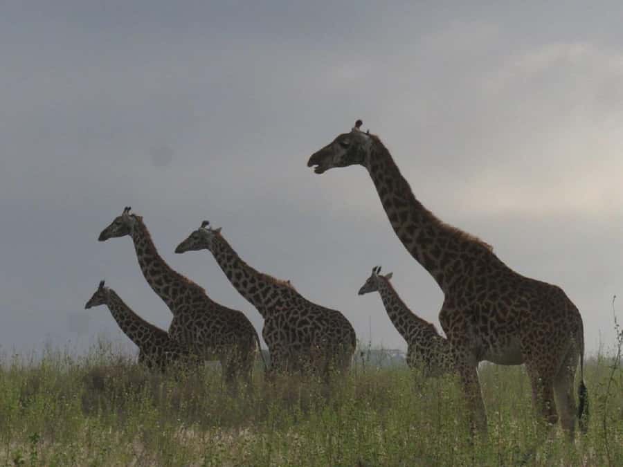 Nairobi: National Park, Elephant Orphanage & Giraffe Tour - Giraffe Centre: Hand-Feeding Rothschild Giraffes Up Close