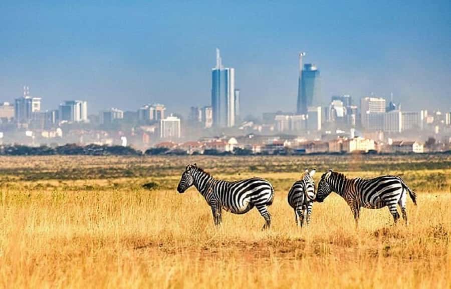 Nairobi: National Park, Elephant Orphanage & Giraffe Tour - David Sheldrick Wildlife Trust: Baby Elephants and What Care Really Looks Like