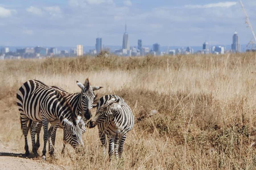 Nairobi: National Park, Elephant Orphanage & Giraffe Tour - Lunch, Comfort, and How to Stay Sane During a Long Day