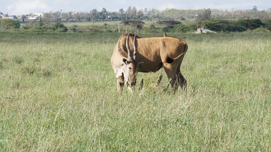 Nairobi: National Park, Elephant Orphanage & Giraffe Tour - Who This Tour Fits Best (And Who Might Want Something Else)