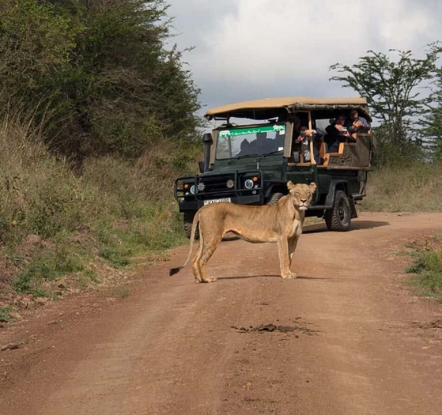Nairobi: National Park, Elephant Orphanage & Giraffe Tour - Morning Pickup and the Nairobi National Park Safari Window (About 4 Hours)