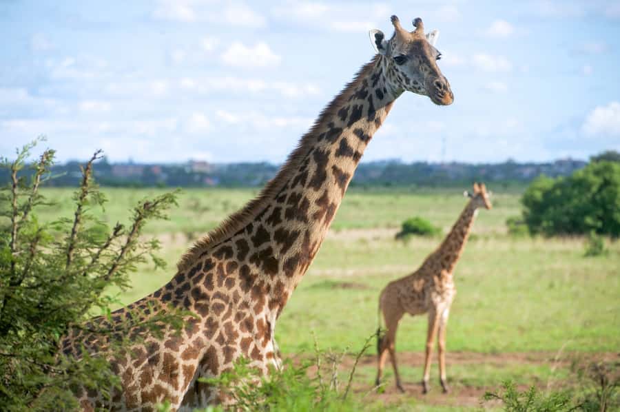 Nairobi: National Park, Elephant Sanctuary, & Giraffe Center - Who This Tour Fits Best (and Who Should Rethink It)