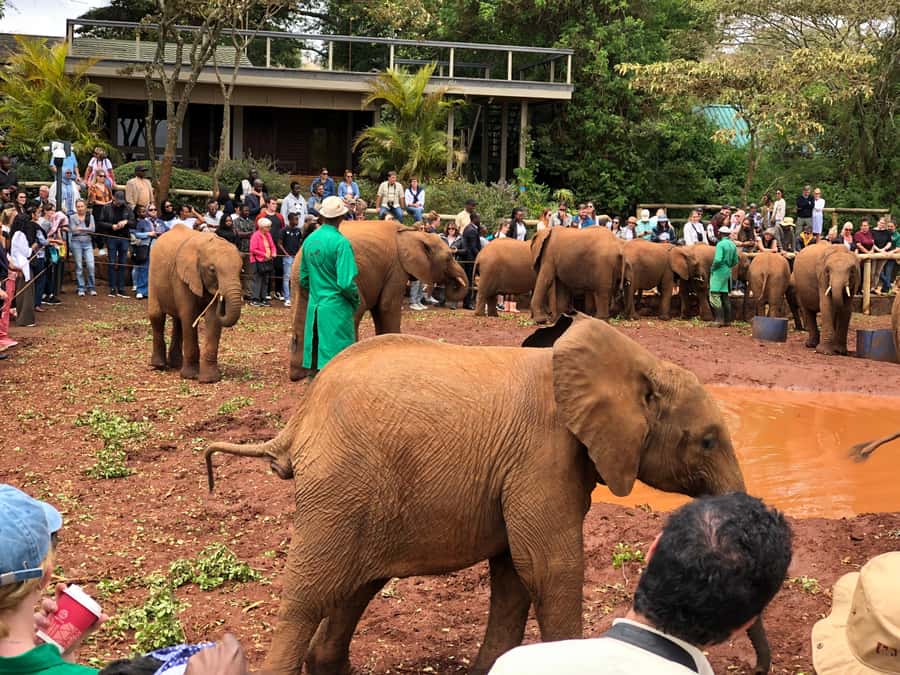 Nairobi: National Park, Elephant Sanctuary, & Giraffe Center - How This Nairobi Wildlife Day Works: One Route, Three Big Stops