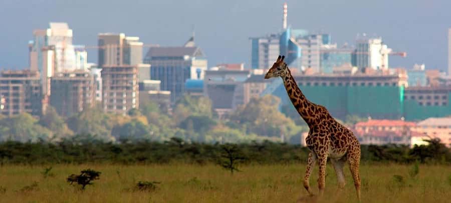 Nairobi: National Park, Elephant Sanctuary, & Giraffe Center - Giraffe Centre Hand-Feeding: Rothschild Giraffes Up Close