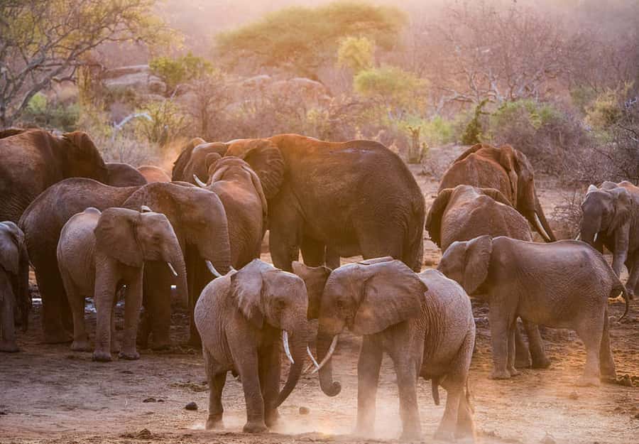 Nairobi: National Park, Elephant Sanctuary, & Giraffe Center - Price and Fees Reality Check: What $35 Covers and What Costs Extra
