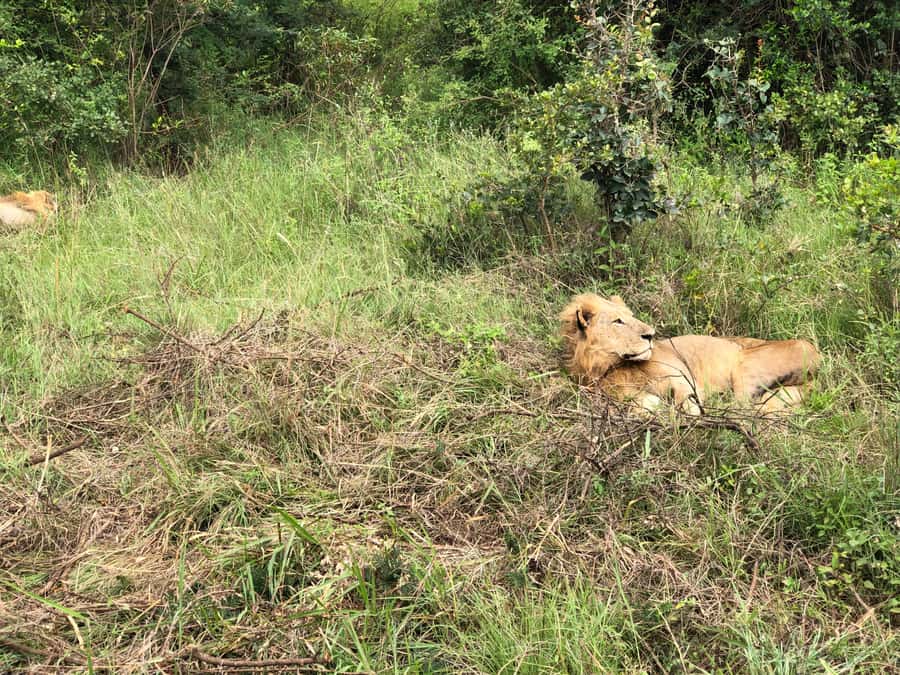 Nairobi: National Park, Elephant Sanctuary, & Giraffe Center - Packing List and Small Tips That Save Your Day