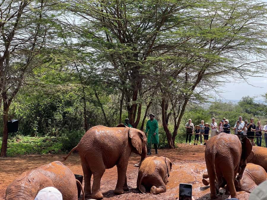 Nairobi National Park, Elephant Sanctuary & Giraffe Centre - Nairobi National Park Game Drive at Dawn, Targeting Big Five Stars