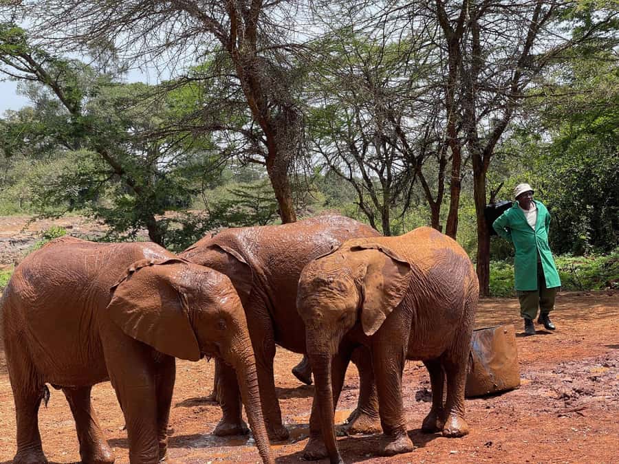Nairobi National Park, Elephant Sanctuary & Giraffe Centre - Giraffe Centre Feeding Time: Up-Close Interactions With Conservation Messaging