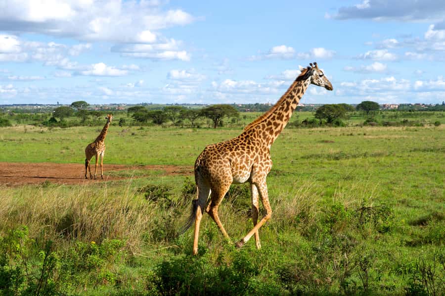 Nairobi National Park, Elephant Sanctuary & Giraffe Centre - David Sheldrick Wildlife Trust: Baby Elephant Viewing and Rehab Work