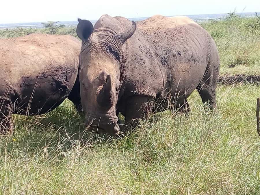 Nairobi National Park, Elephants, Giraffes & Bomas Day Trip - Key things to know before you go