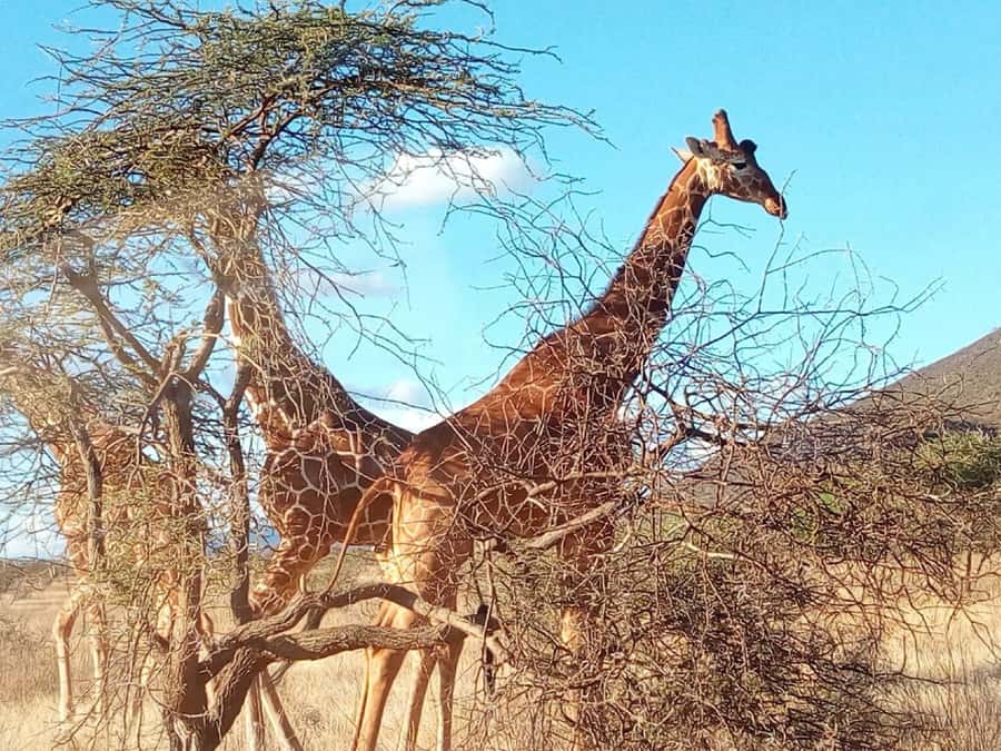 Nairobi National Park, Elephants, Giraffes & Bomas Day Trip - Why Nairobi National Park fits a half-safari mindset