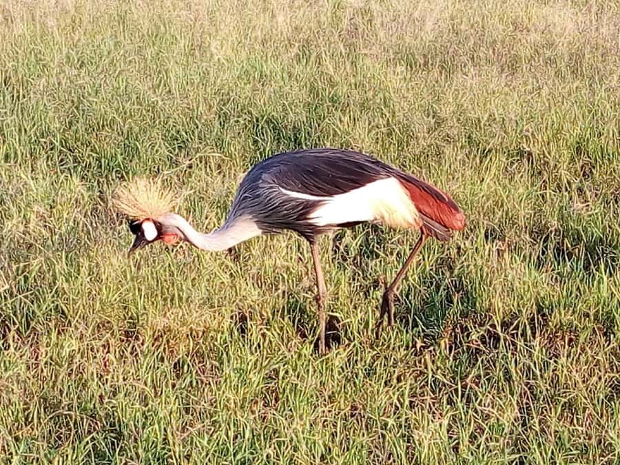 Nairobi National Park, Elephants, Giraffes & Bomas Day Trip - Price and entry fees: real value, plus a budget reality check