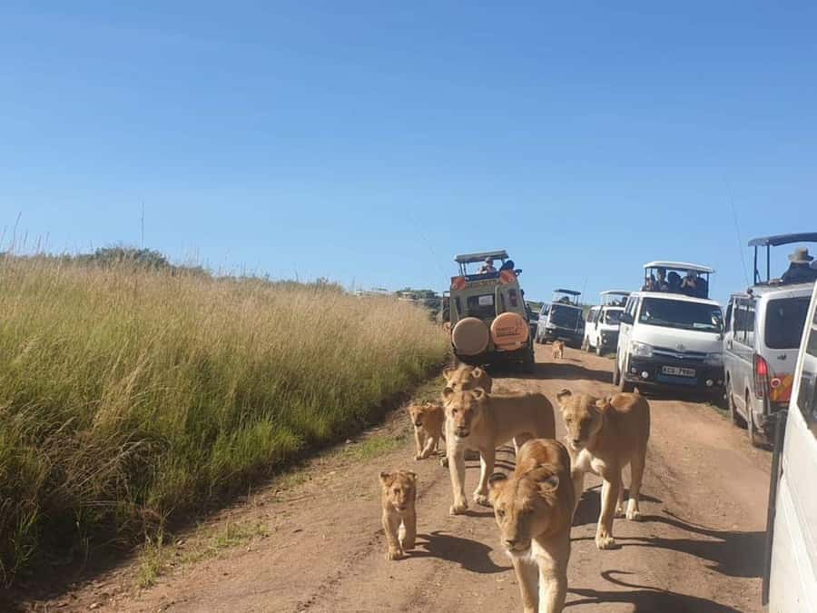 Nairobi National Park Evening Game Drive - What you can realistically expect to see, and what is excluded