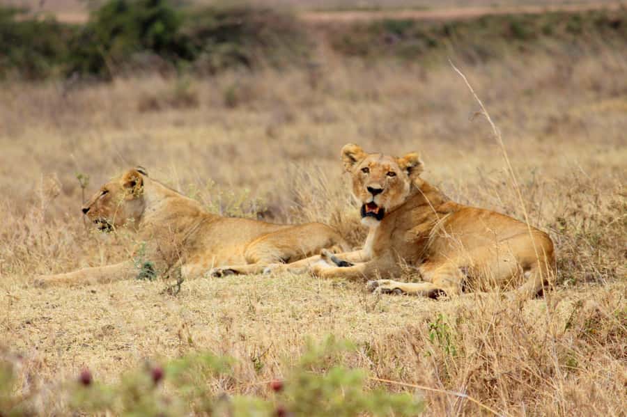 Nairobi National Park Evening Game Drive - Pickup, the drive out, and what your evening timeline looks like