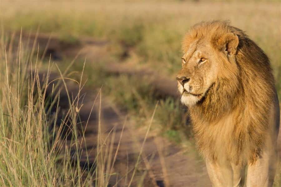 Nairobi National Park Evening Game Drive - Price and logistics, including the entrance fees you should budget