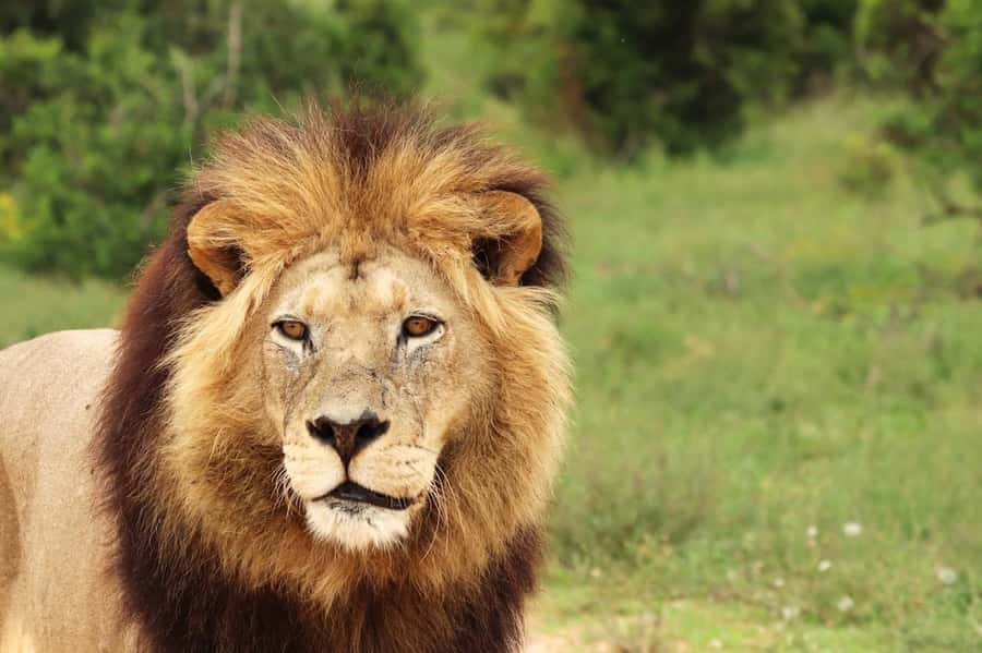 Nairobi National Park: Free WIFI connection - Key things you will notice fast