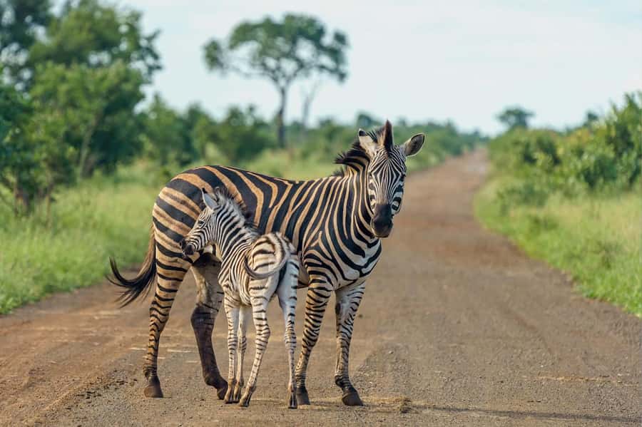 Nairobi National Park: Free WIFI connection - The 4-hour game drive: how to get the most from your window time