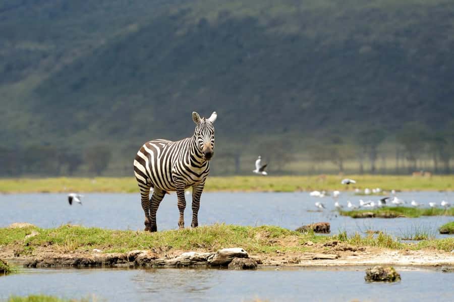 Nairobi National Park: Free WIFI connection - Big Five focus, with elephants handled honestly