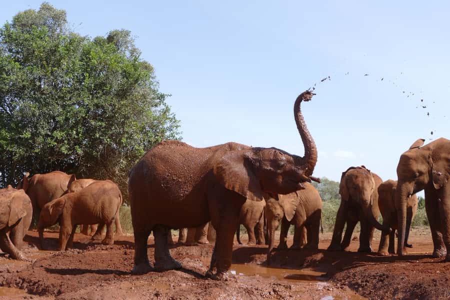 Nairobi National Park Full-Day Tour: Private 4WD with Guide - Key things to know before you go