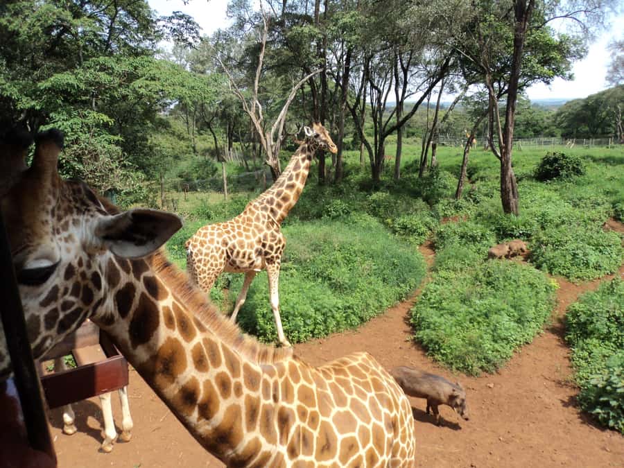 Nairobi National Park Full-Day Tour: Private 4WD with Guide - The 6:00 AM Start and How the Morning Game Drive Works