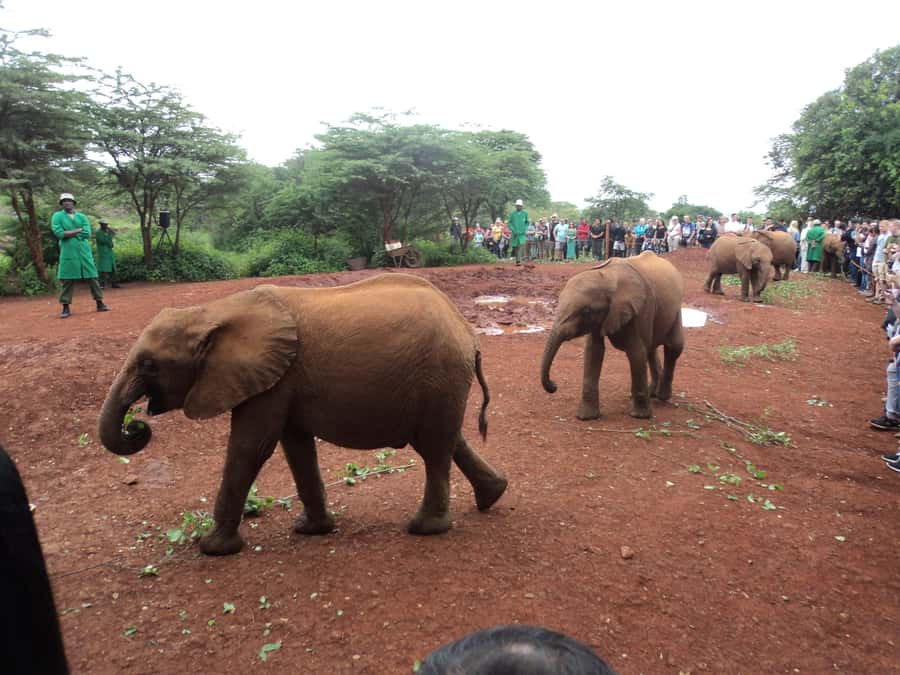 Nairobi National Park Full-Day Tour: Private 4WD with Guide - The Bonus Secret Stop: How to Use That Extra Time