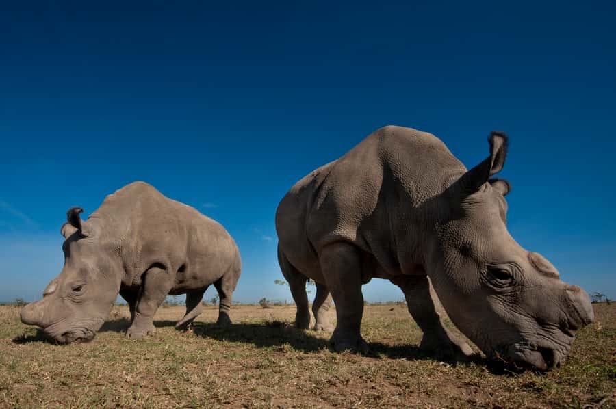 Nairobi National Park Full-Day Tour: Private 4WD with Guide - What You Really Get for $460 Per Person