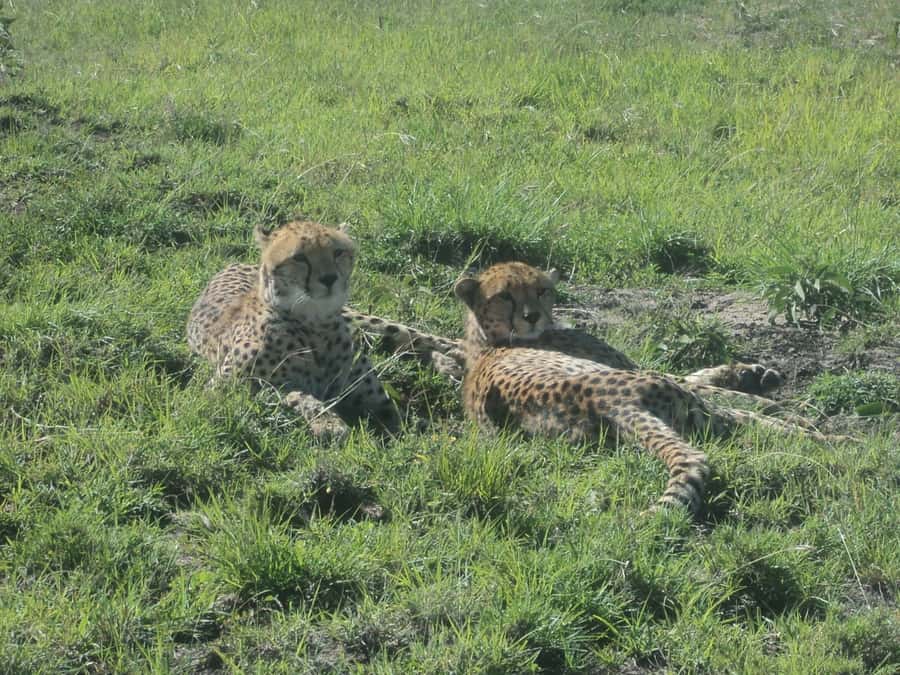 Nairobi National Park Full or Half-Day Tour with Guide - Nairobi National Park, the safari you can fit between real Nairobi plans