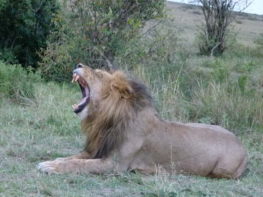 Nairobi National Park Full or Half-Day Tour with Guide - The 4-hour game drive, where your guide earns the money